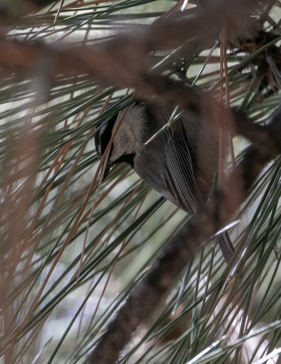 Mountain Chickadee - Chris Tosdevin