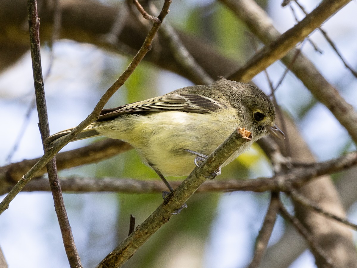 Hutton's Vireo - Tom Younkin