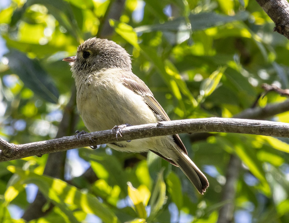 Hutton's Vireo - Tom Younkin