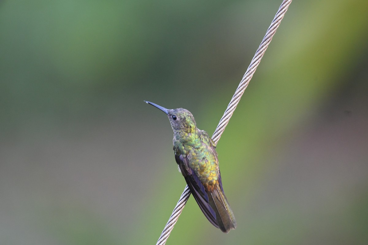 Scaly-breasted Hummingbird - mark perry