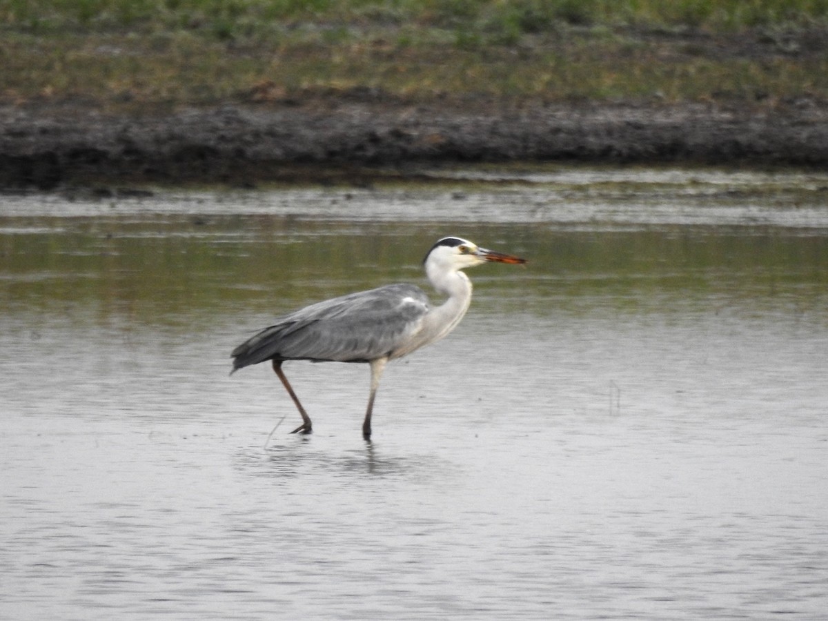 Gray Heron - Alastair Newton