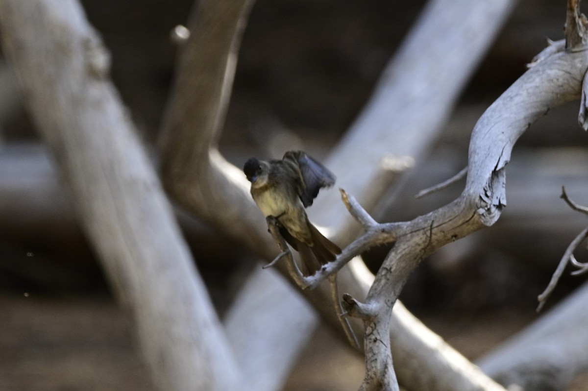 Olive-sided Flycatcher - Ann Saetnan