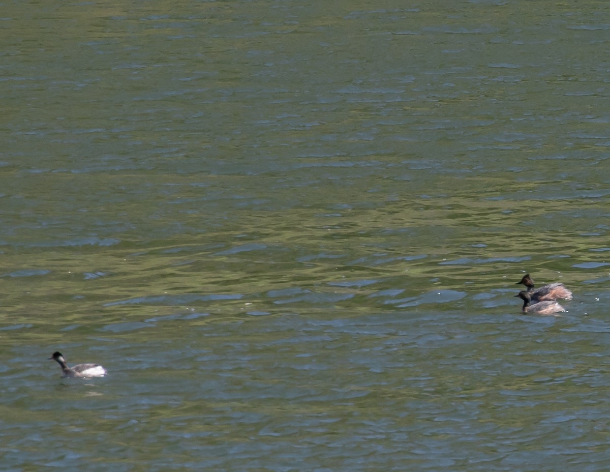 Eared Grebe - Chris Tosdevin