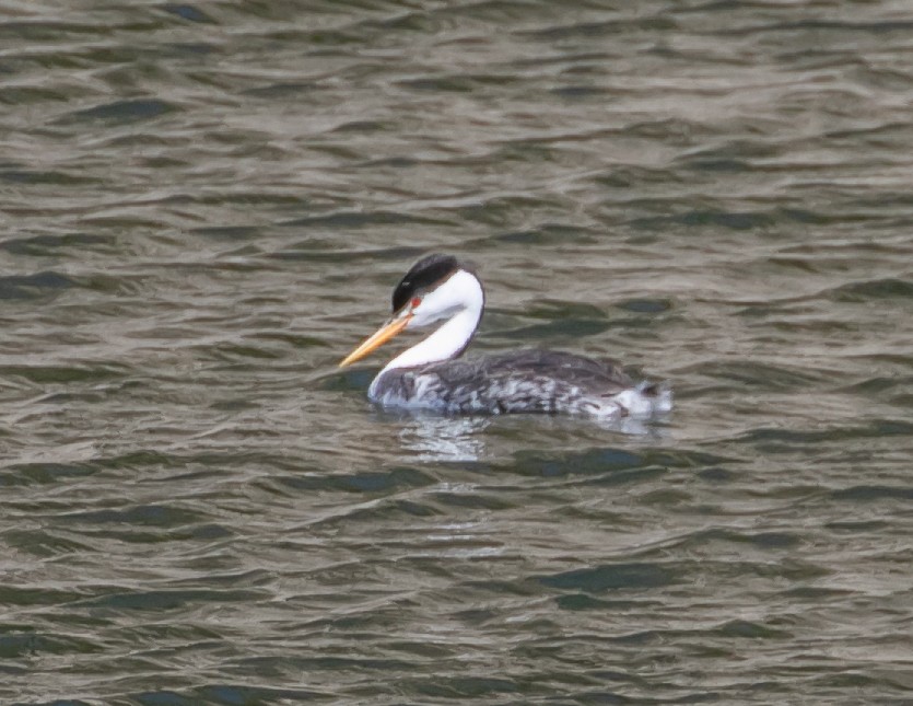 Clark's Grebe - Chris Tosdevin