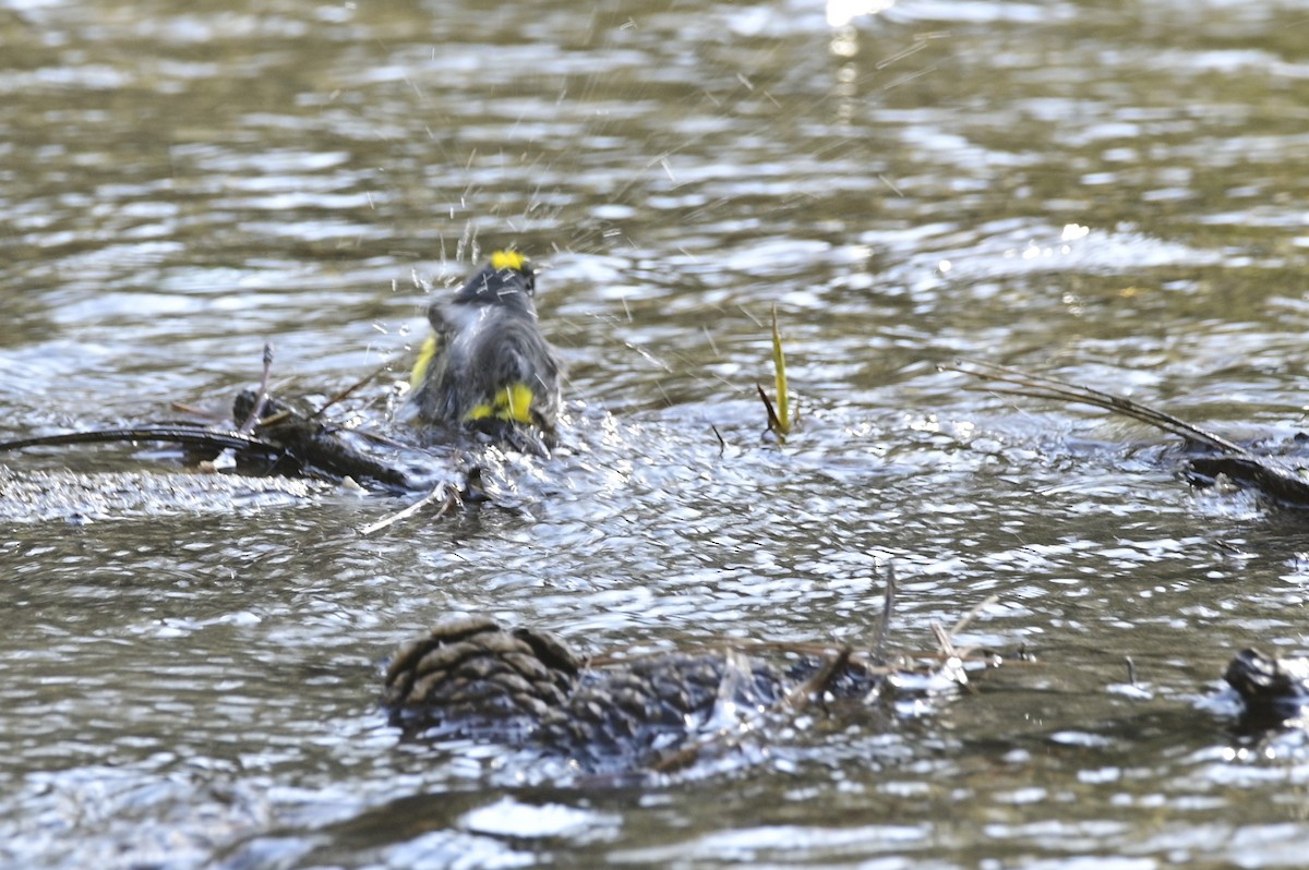 Yellow-rumped Warbler - Ann Saetnan