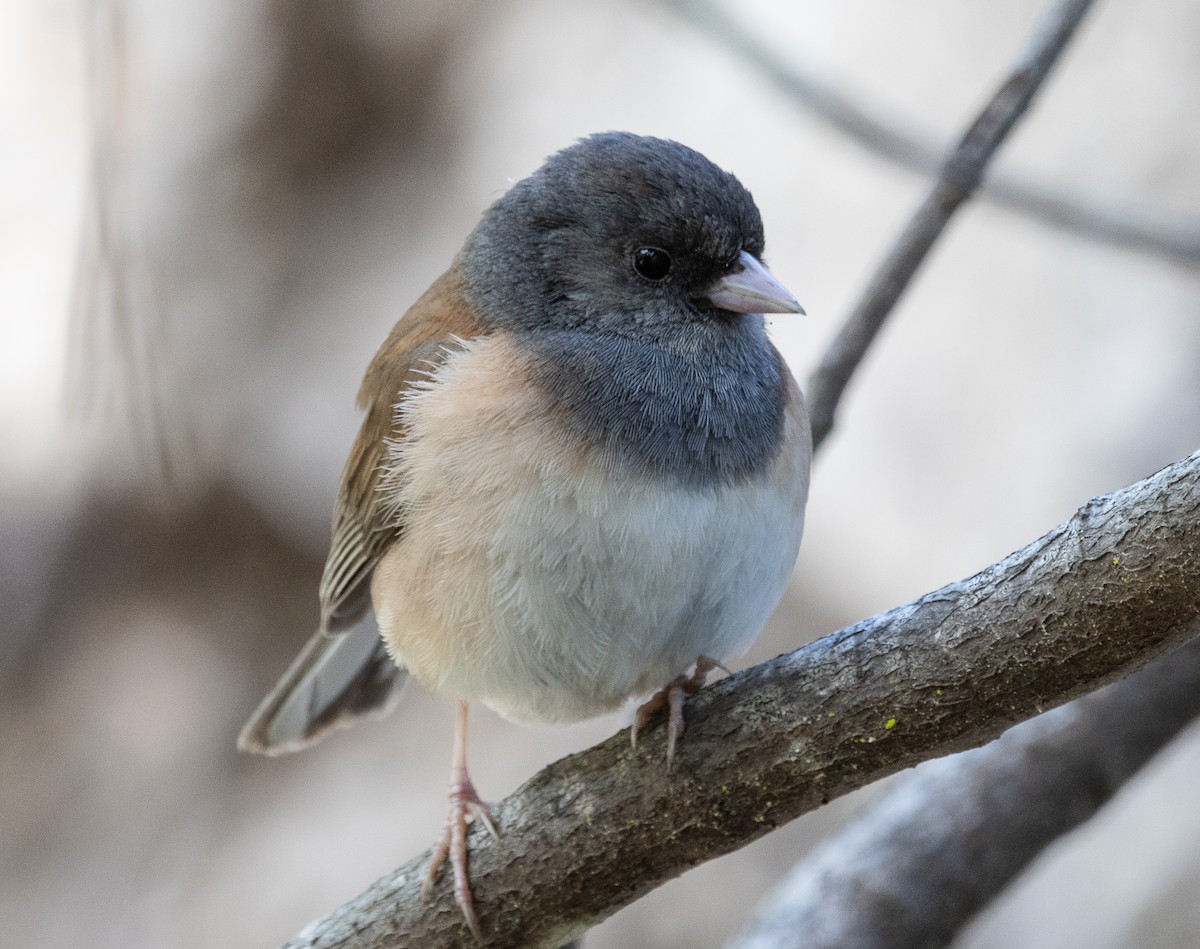 Dark-eyed Junco - Tom Younkin