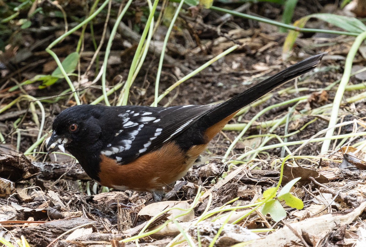 Spotted Towhee - Tom Younkin