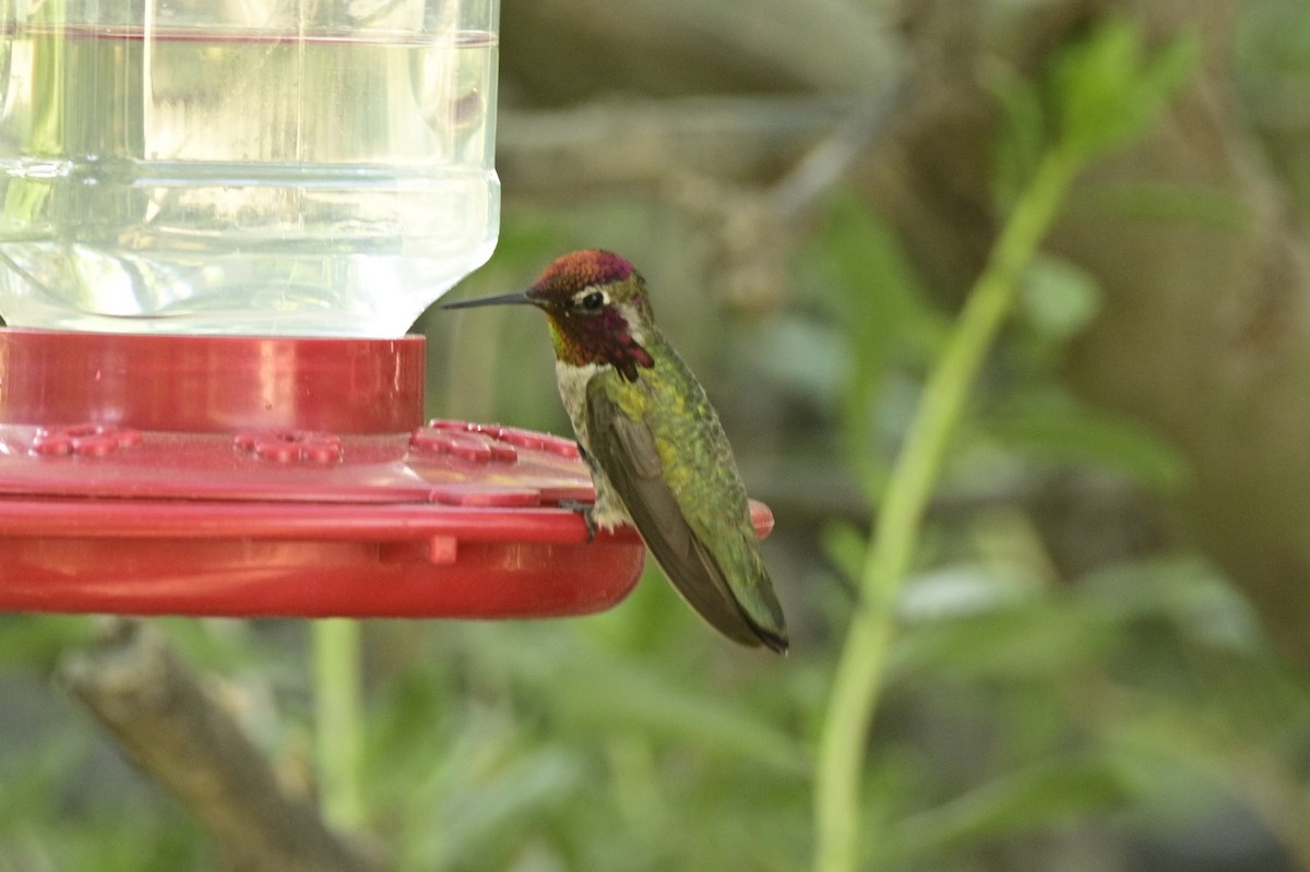 Anna's Hummingbird - Ann Saetnan
