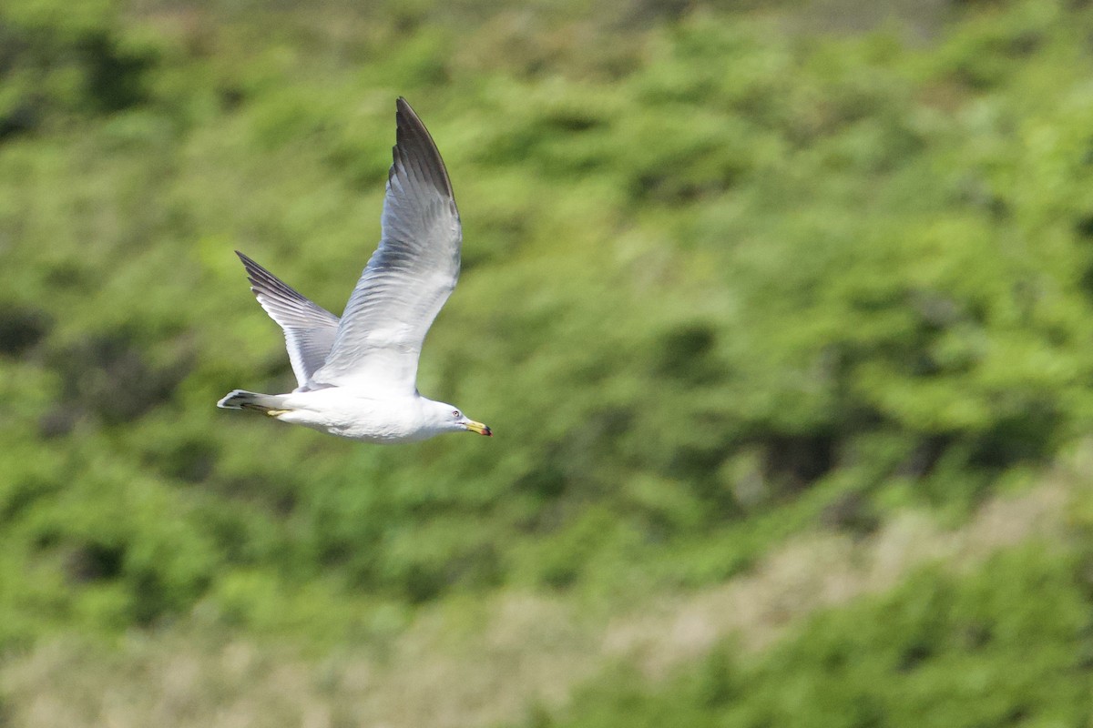 Black-tailed Gull - Fran Kim