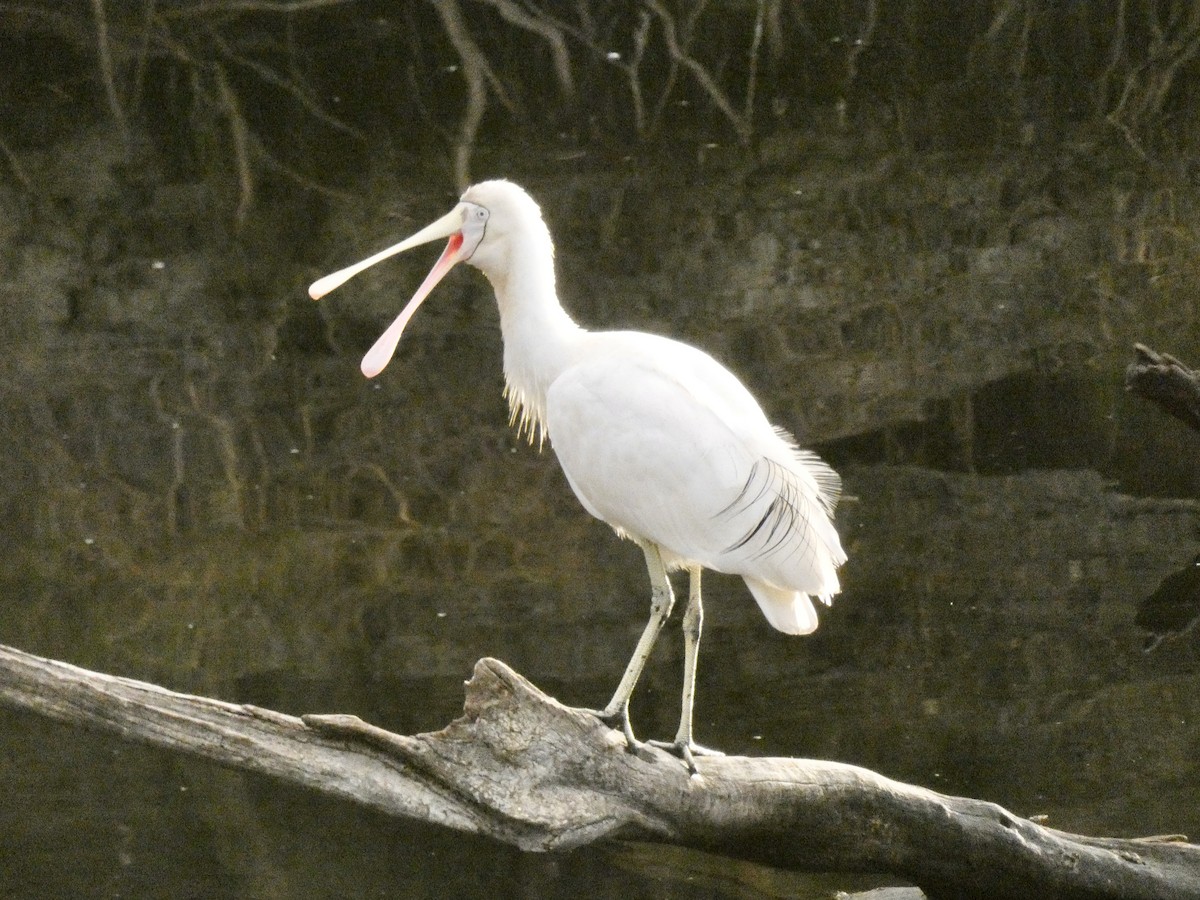 Yellow-billed Spoonbill - Meir Altman