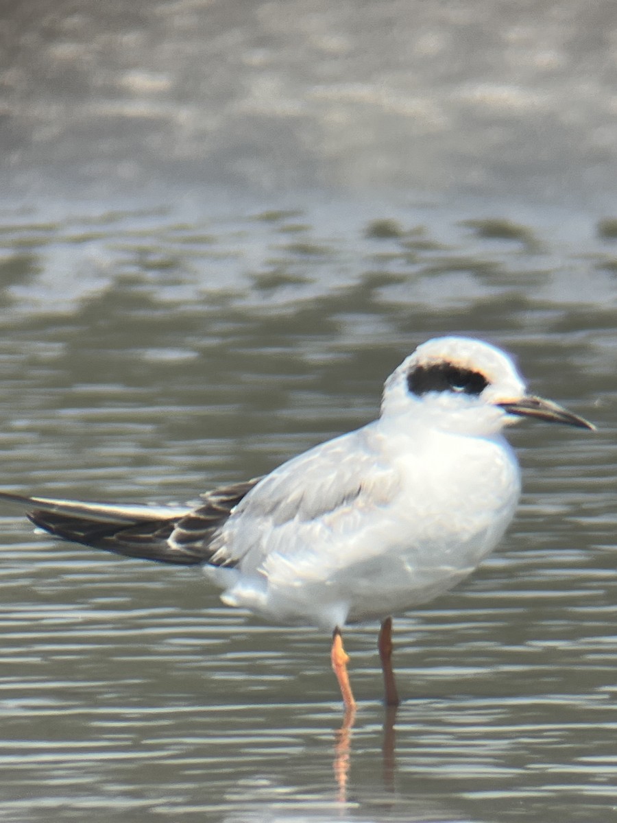 Forster's Tern - Christopher Siano