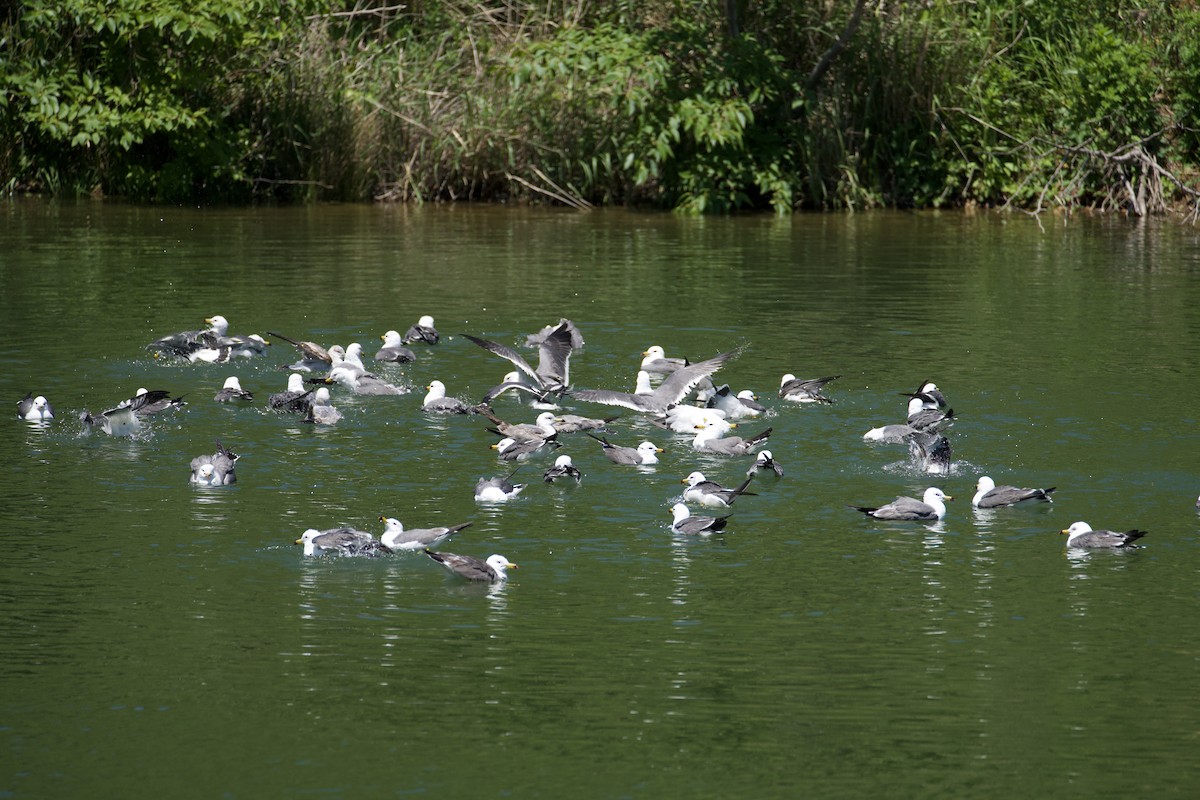 Black-tailed Gull - ML619431548