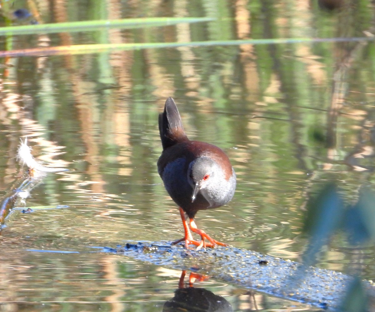 Spotless Crake - Gordon Rich