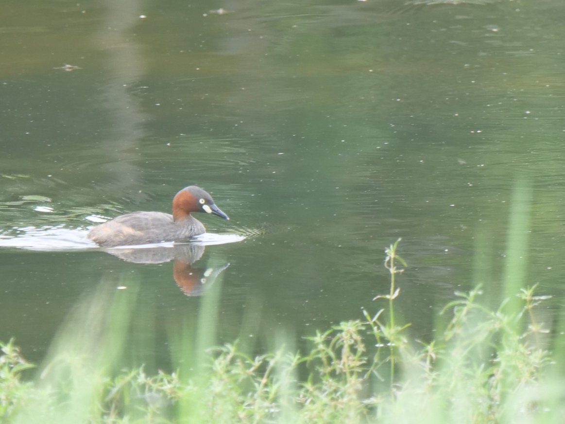 Little Grebe - Yulin Shen