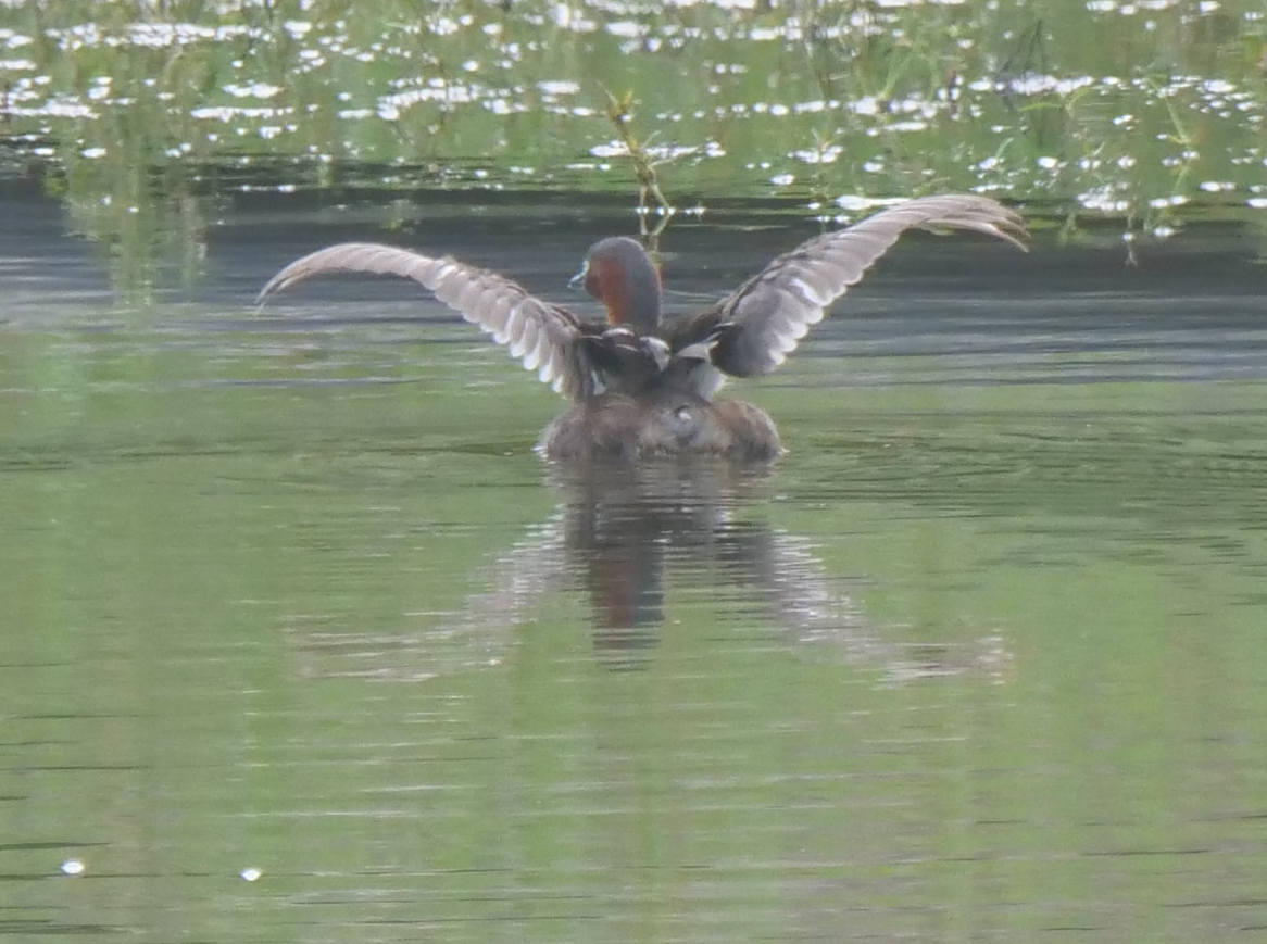 Little Grebe - Yulin Shen