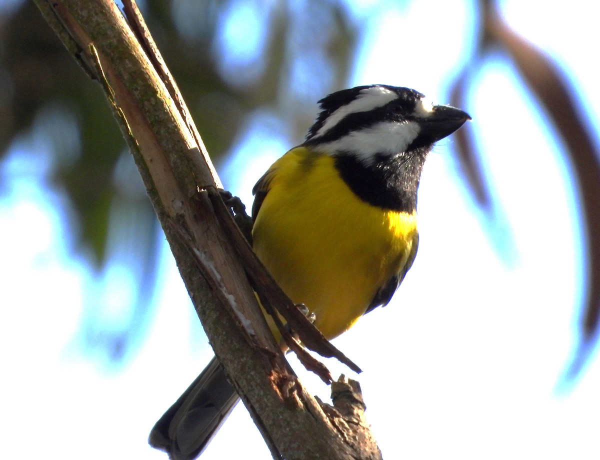 Eastern Shrike-tit - Gordon Rich