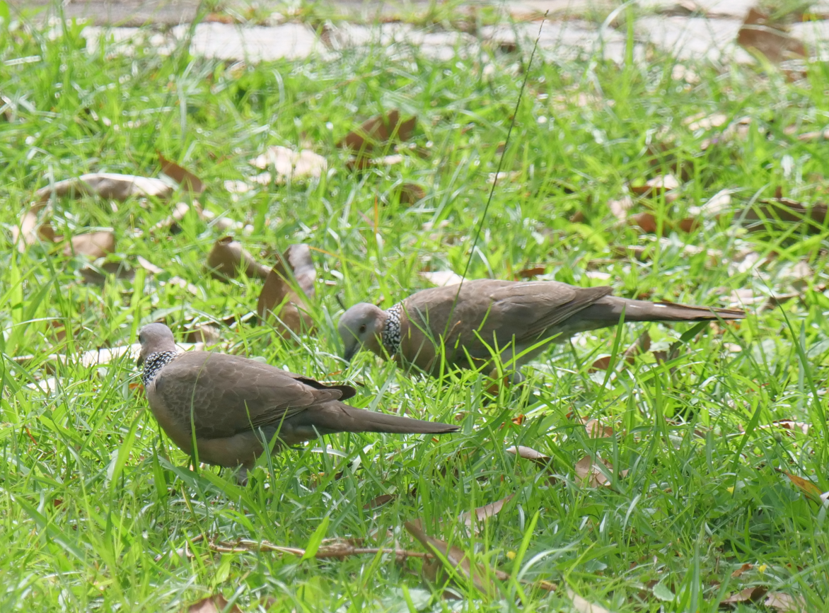 Spotted Dove - Yulin Shen