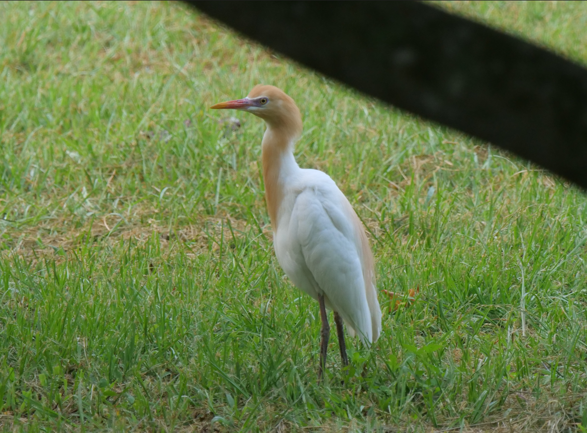 Eastern Cattle Egret - Yulin Shen