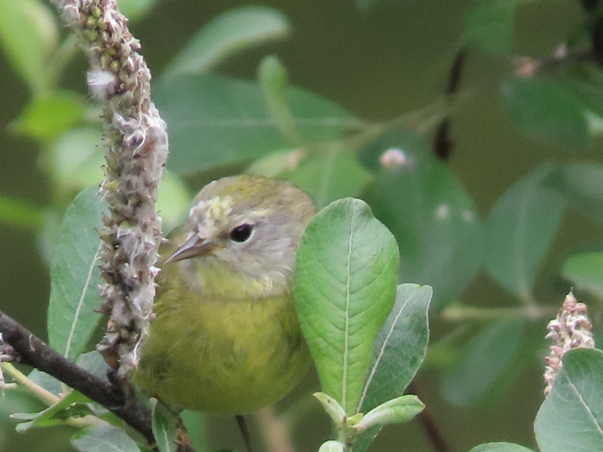 Nashville Warbler - Suzanne Beauchesne