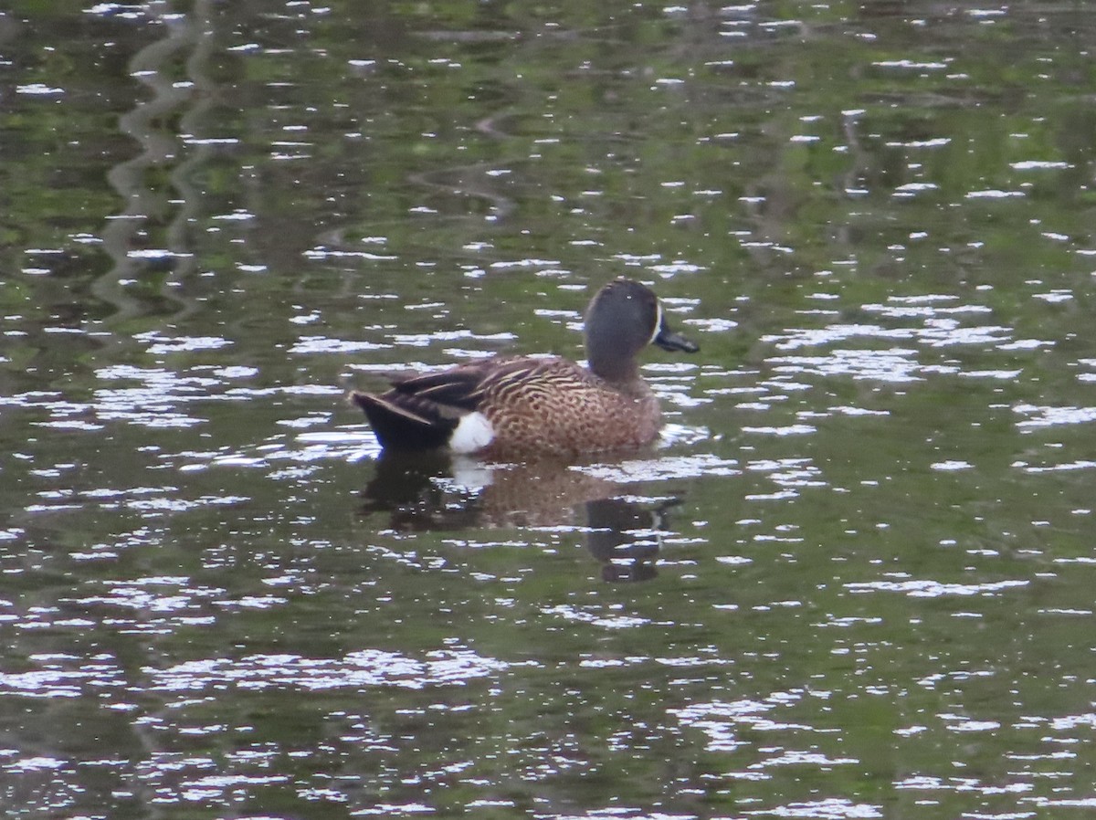 Blue-winged Teal - Violet Kosack