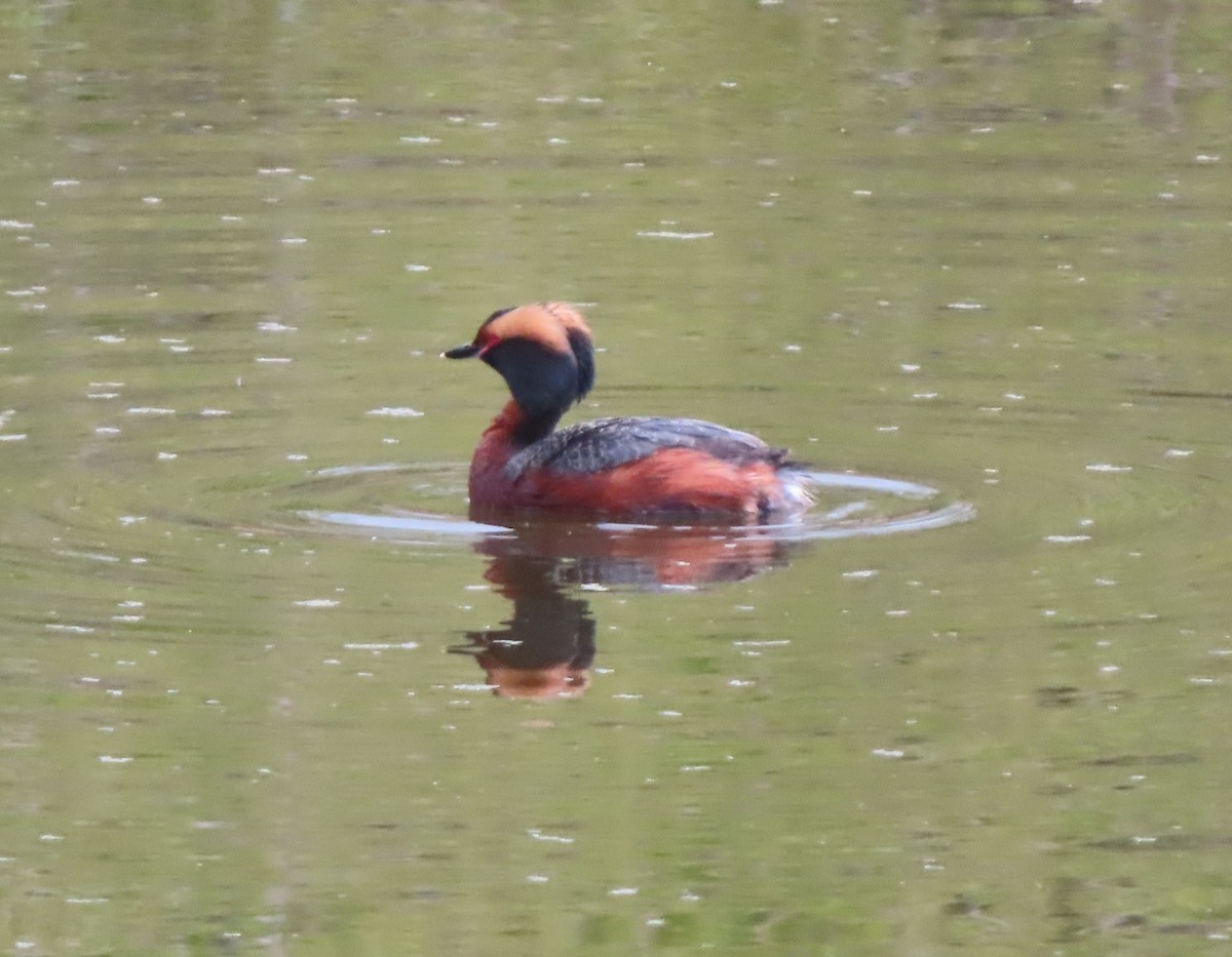 Horned Grebe - Violet Kosack