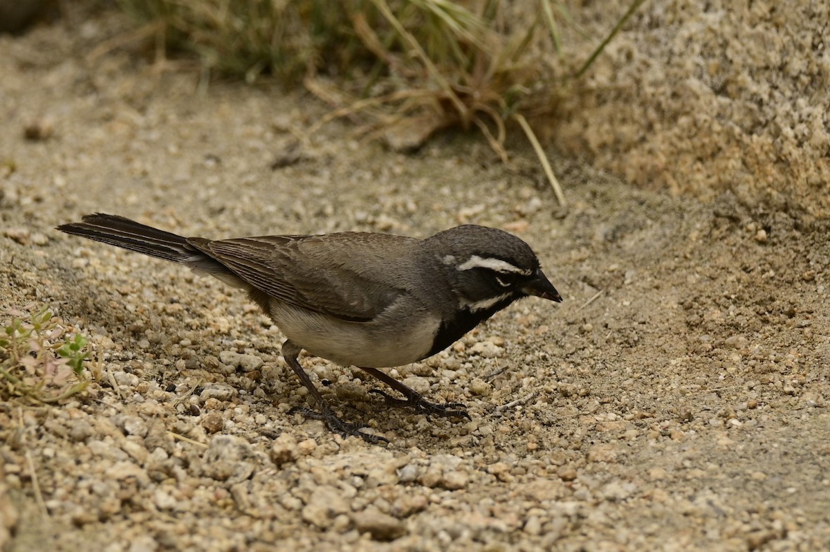 Black-throated Sparrow - Ann Saetnan