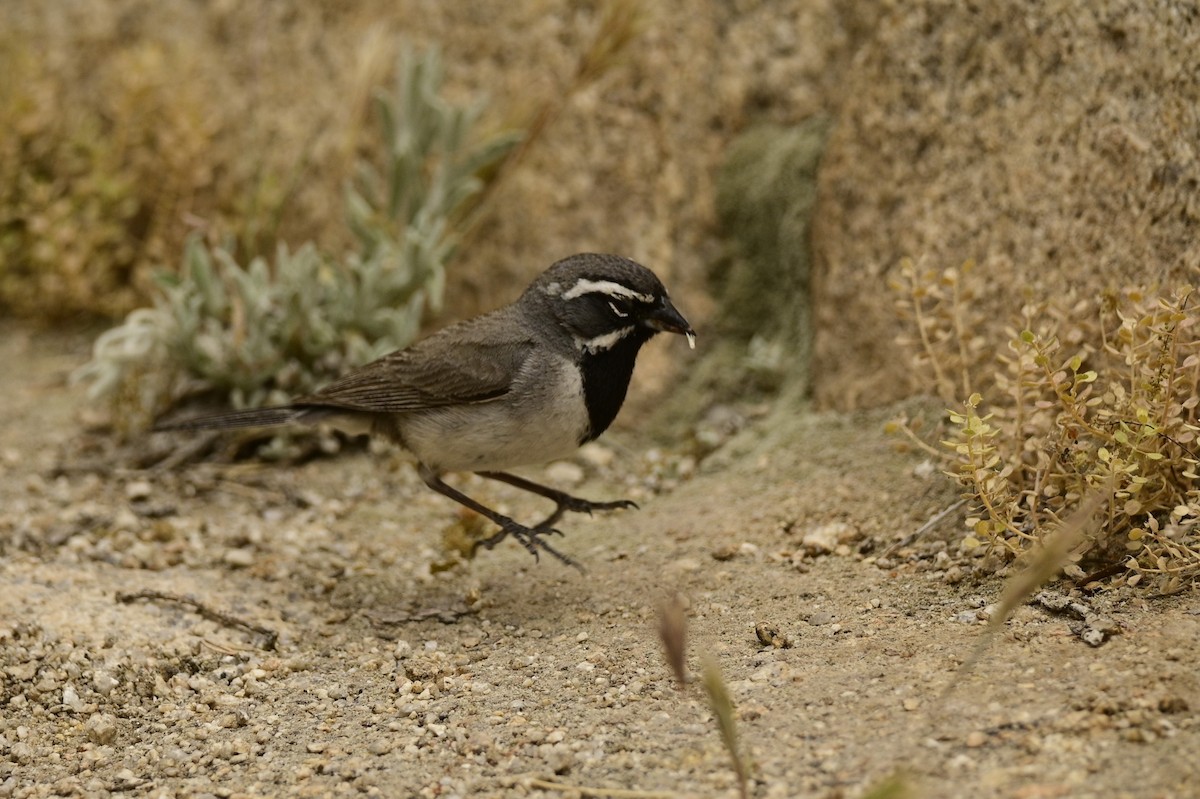 Black-throated Sparrow - Ann Saetnan