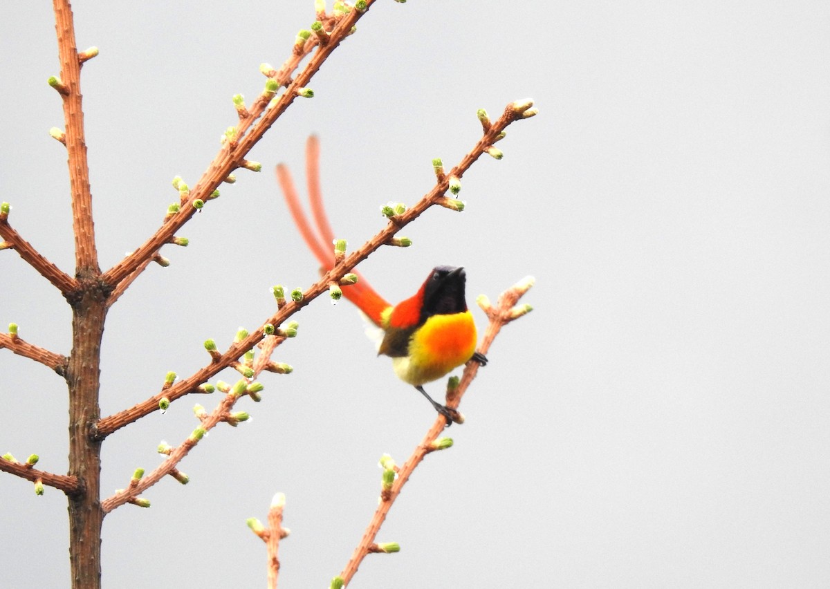 Fire-tailed Sunbird - Suebsawat Sawat-chuto