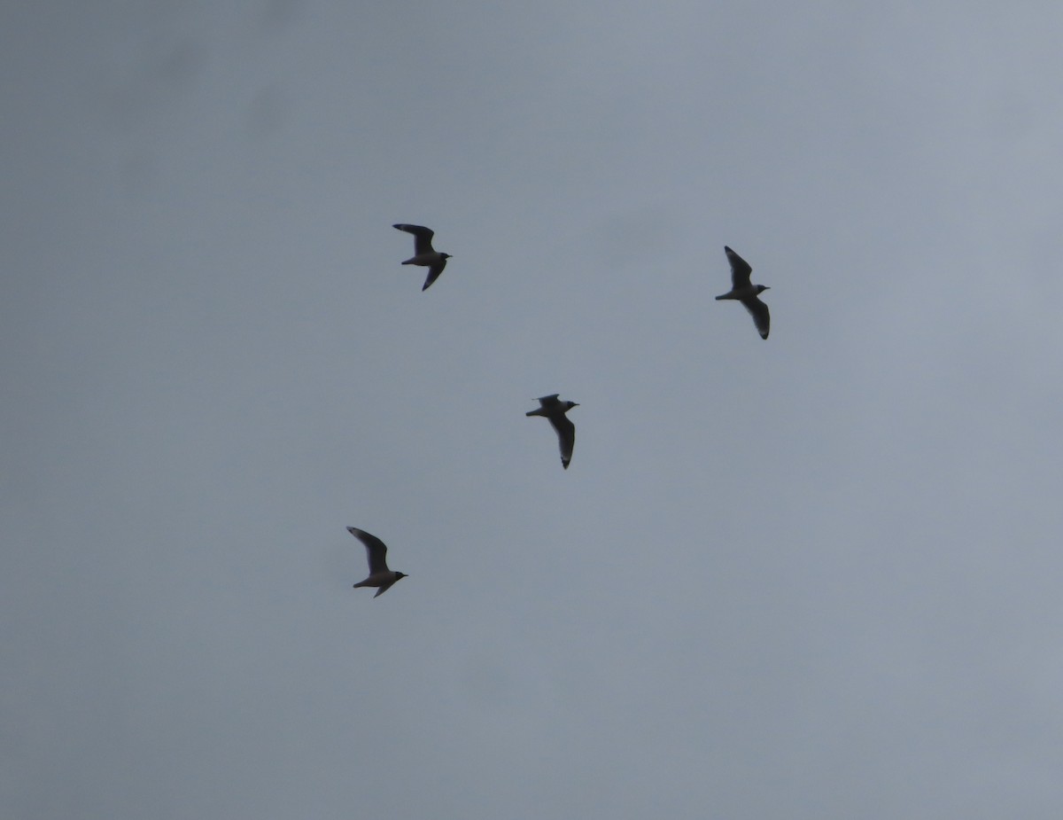 Franklin's Gull - Violet Kosack