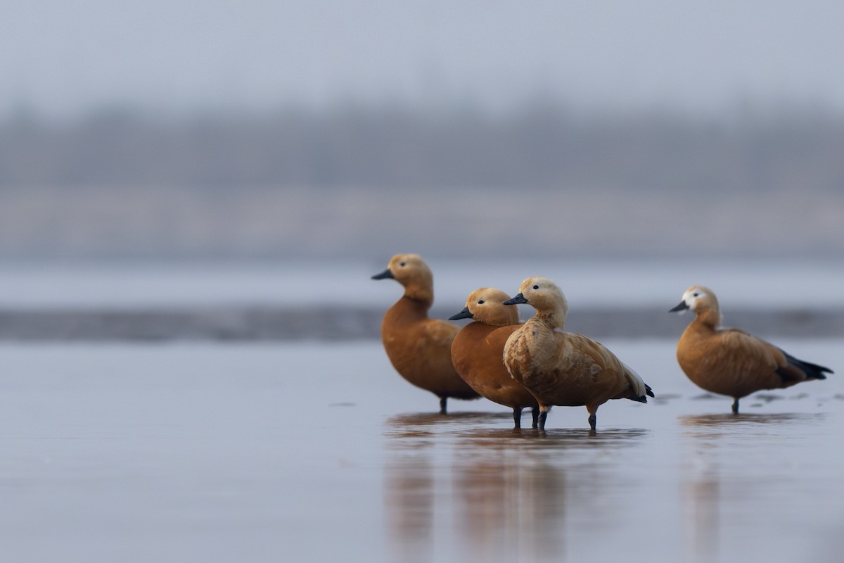 Ruddy Shelduck - saurabh kalia