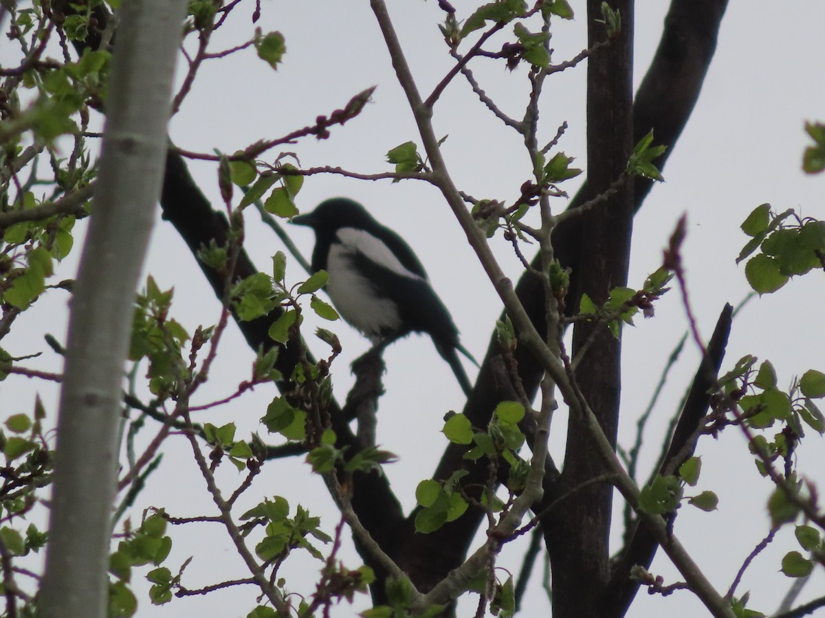 Black-billed Magpie - Violet Kosack