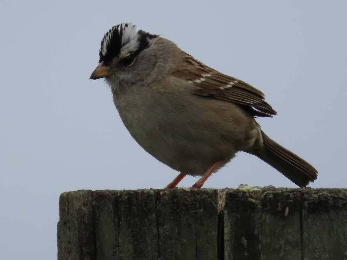 White-crowned Sparrow - Suzanne Beauchesne