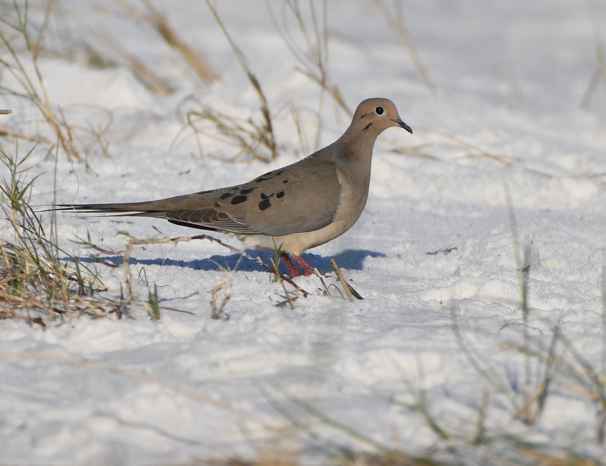 Mourning Dove - ML619431645