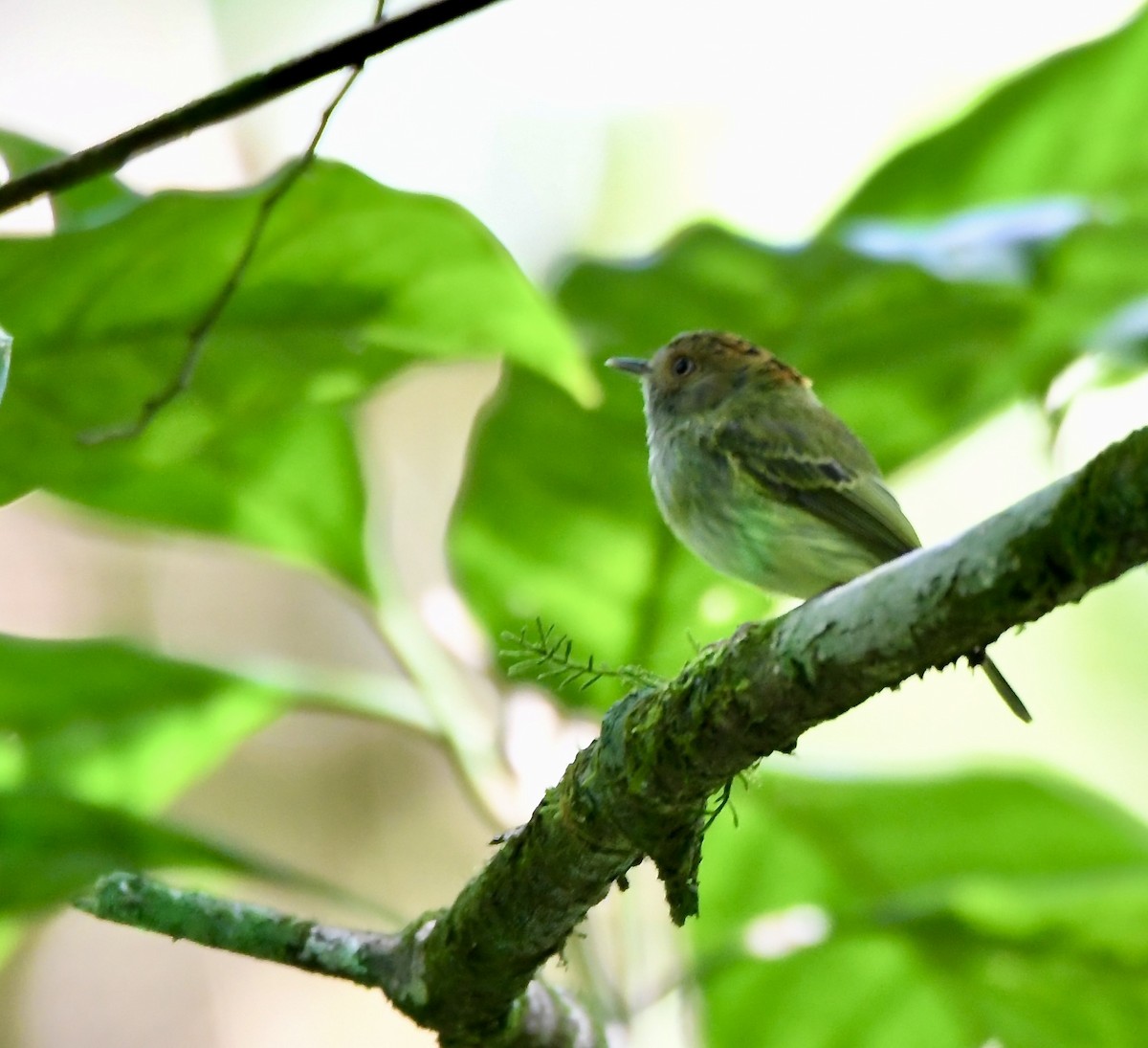 Scale-crested Pygmy-Tyrant - mark perry