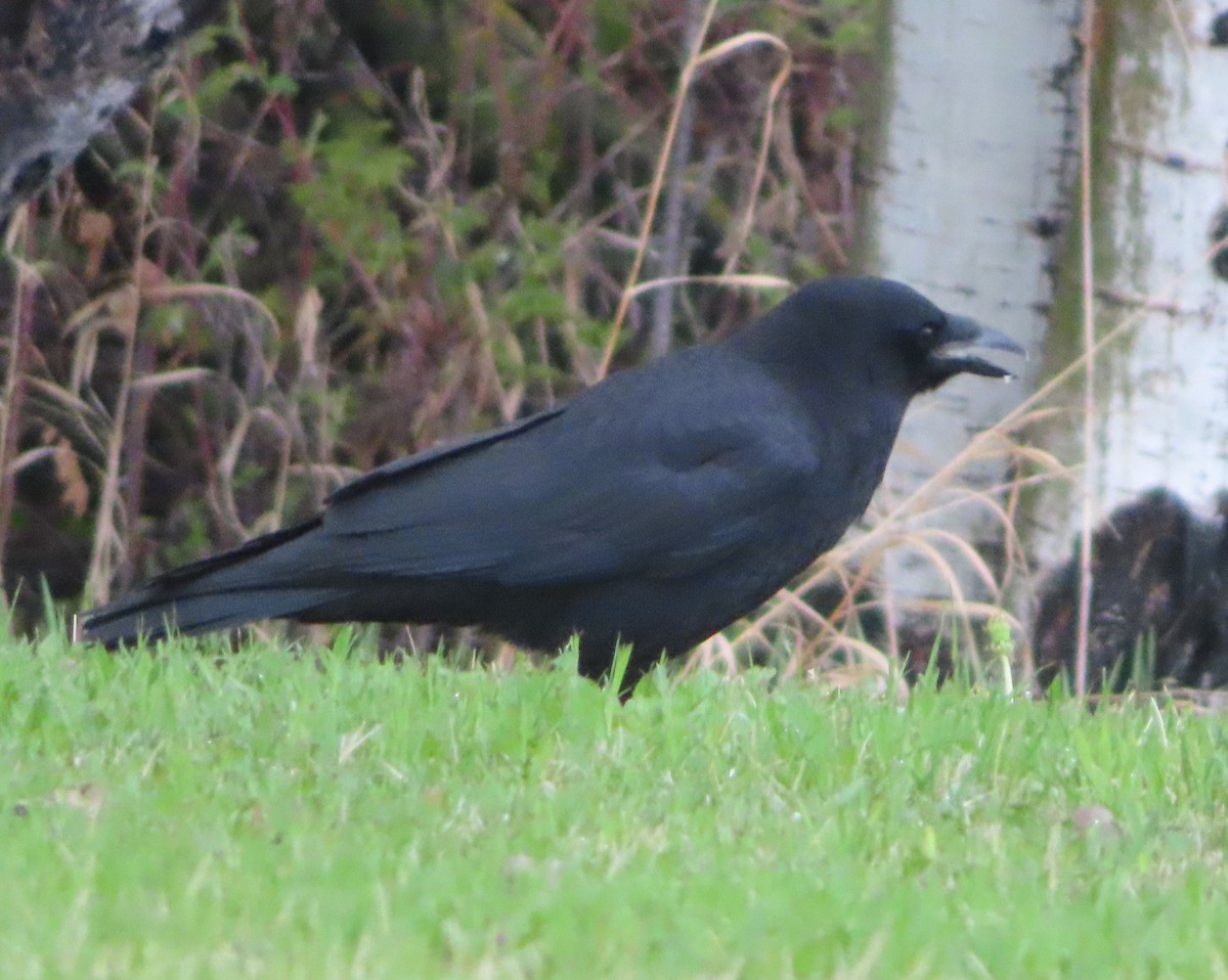 American Crow - Violet Kosack