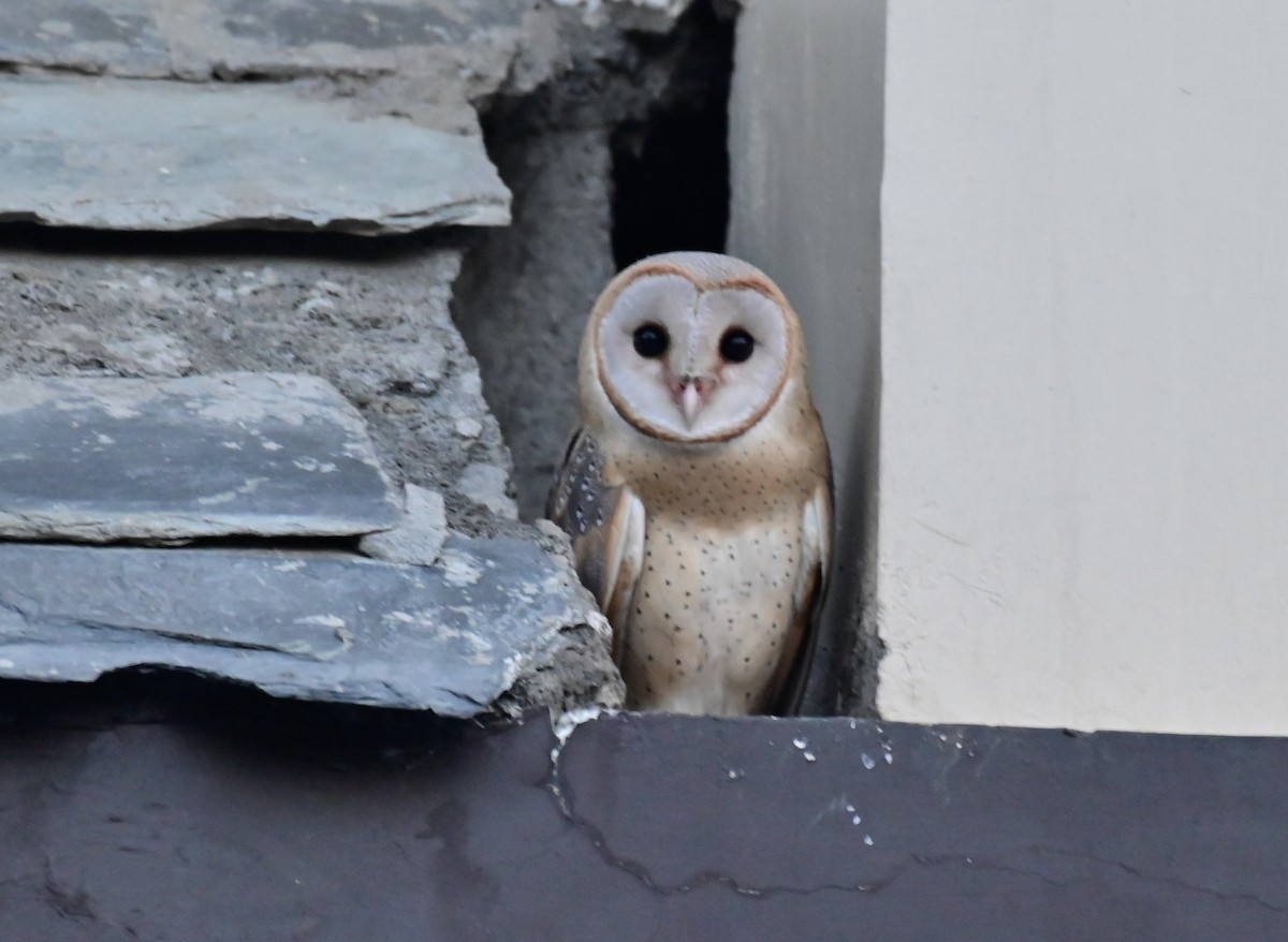 Barn Owl - Arindam Roy