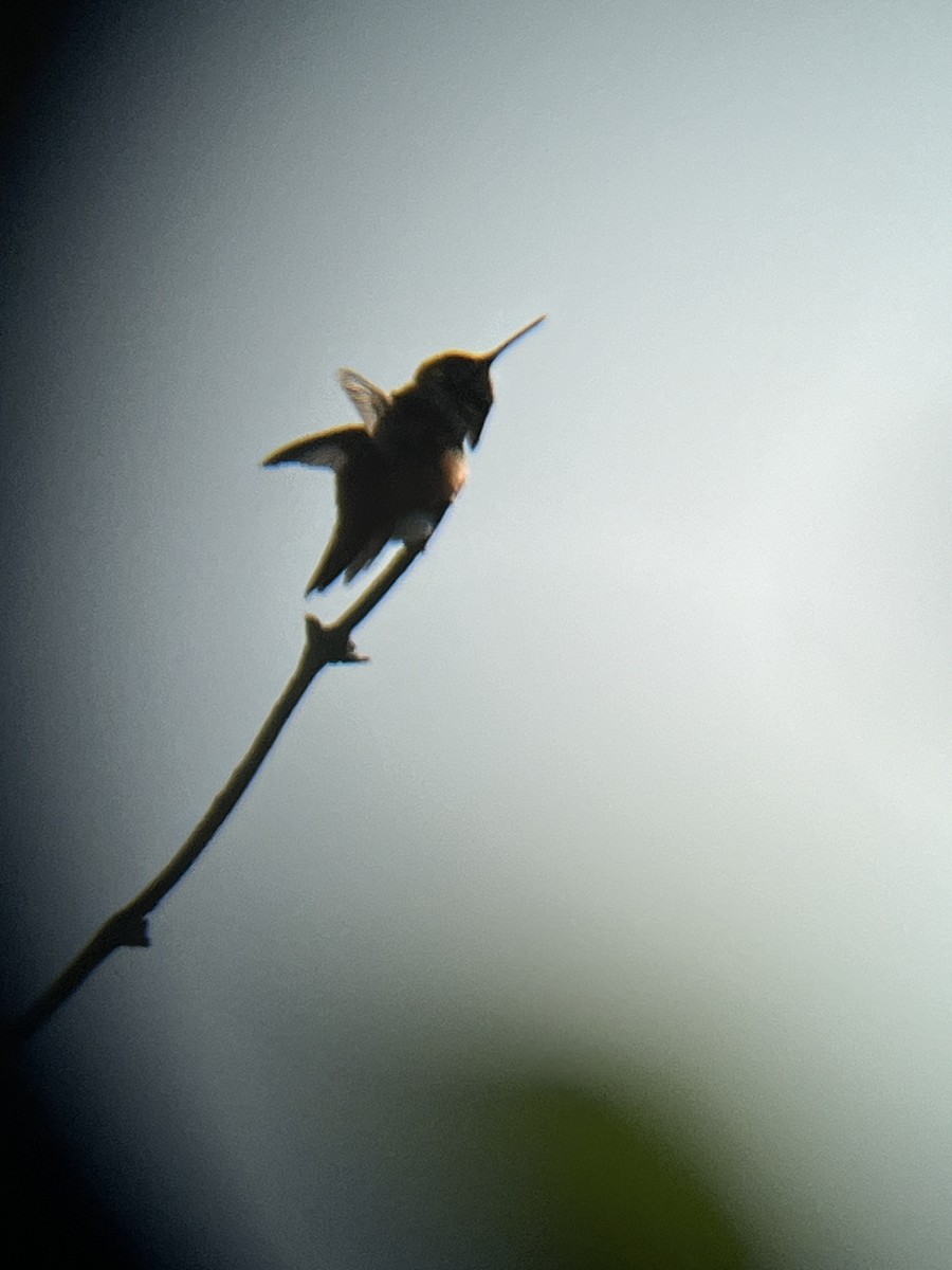 Rufous/Allen's Hummingbird - Christopher Siano