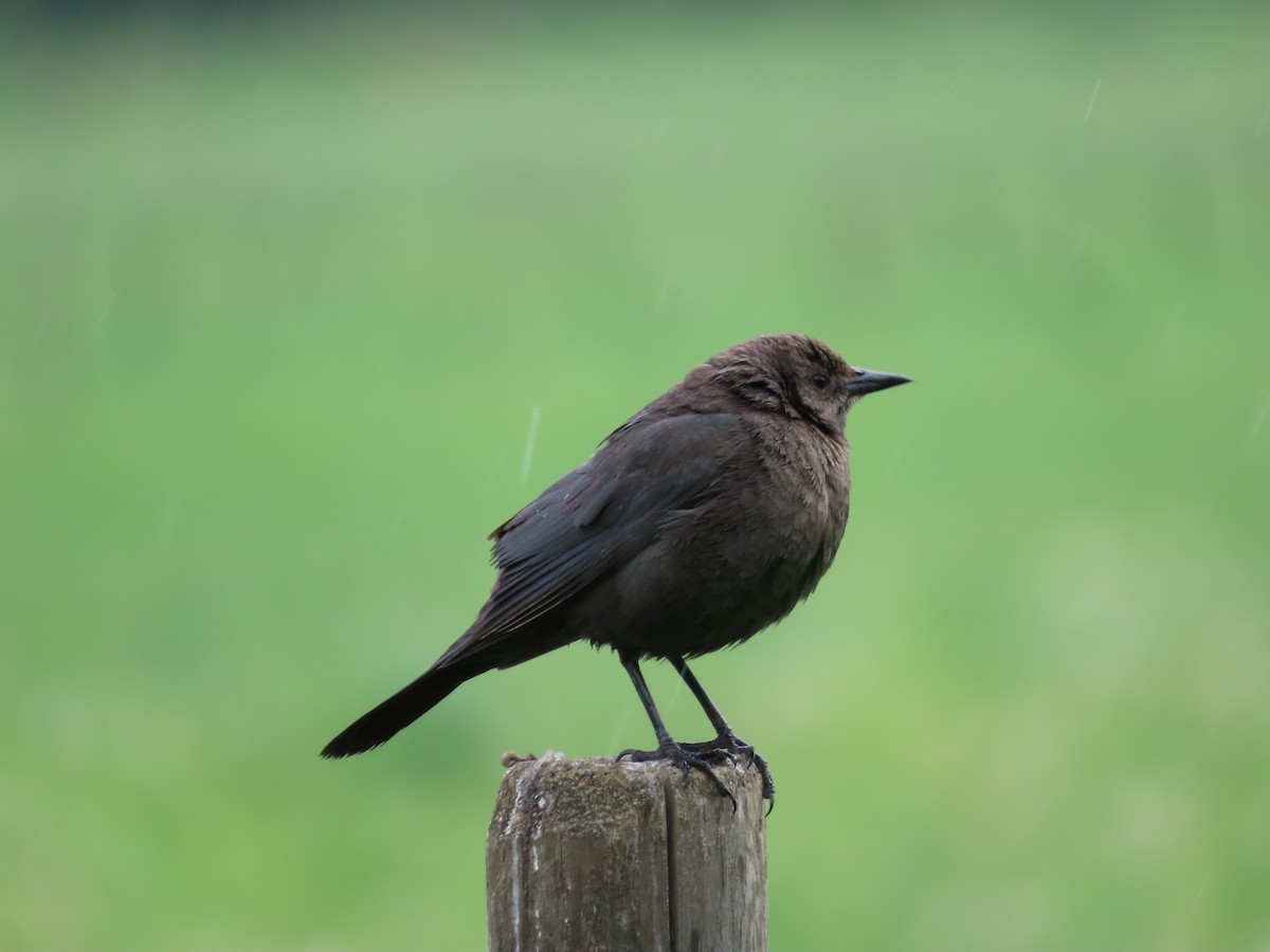 Brewer's Blackbird - Suzanne Beauchesne