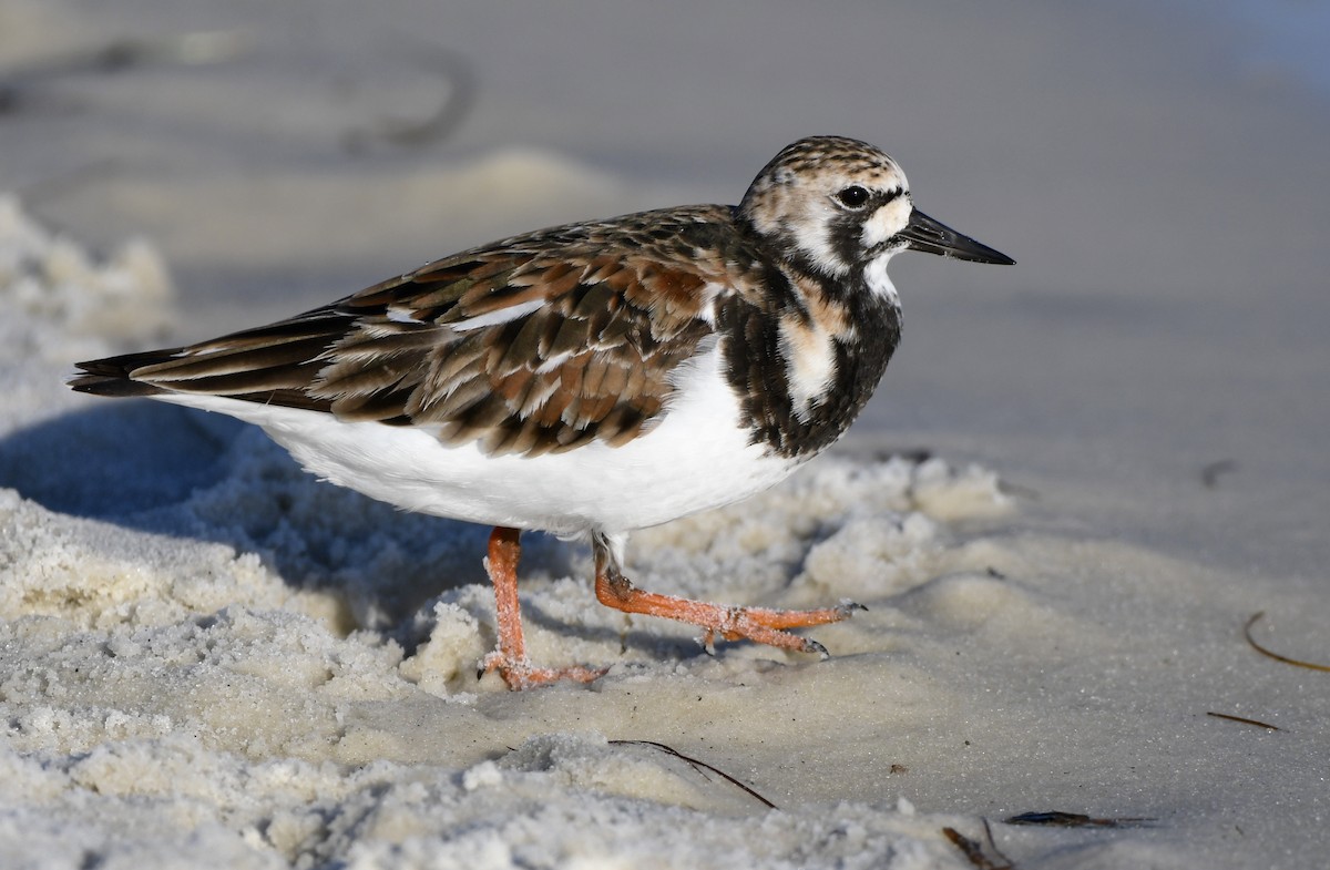 Ruddy Turnstone - ML619431671