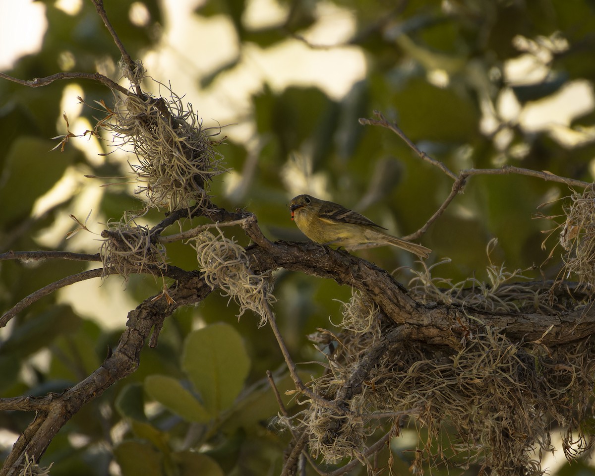 Western Flycatcher - ML619431673