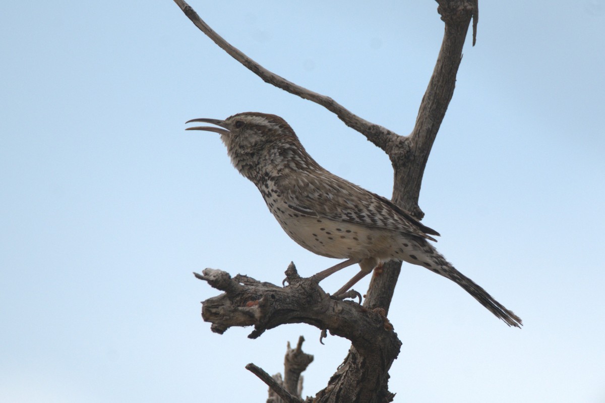 Cactus Wren - Ann Saetnan