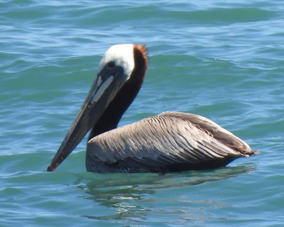 pelikán hnědý - ML619431693