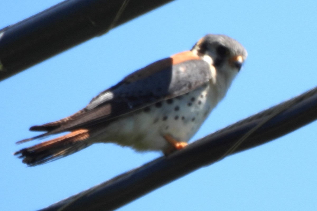 American Kestrel - ML619431700