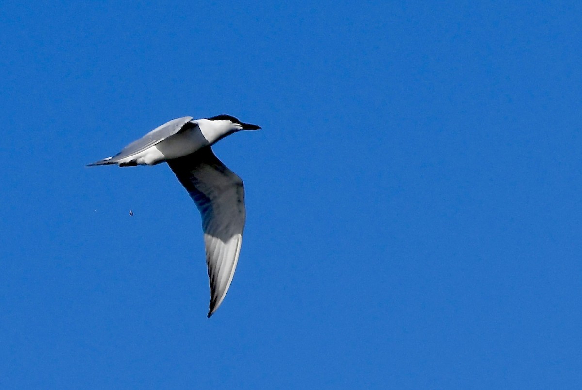 Sandwich Tern - mark perry