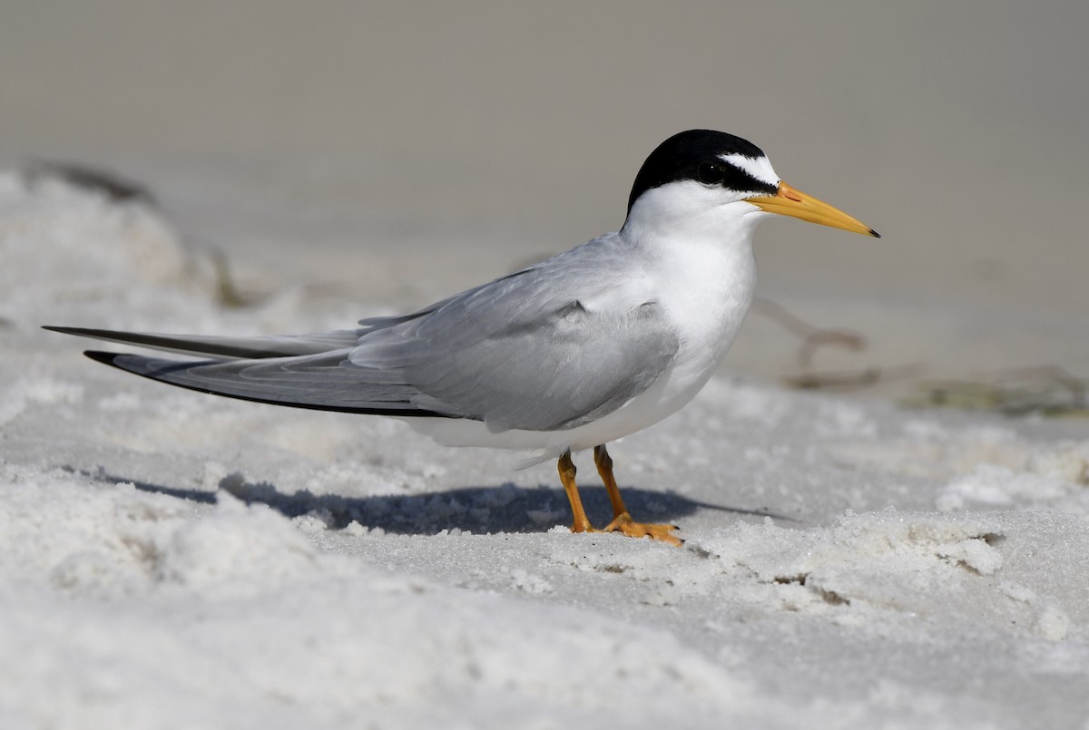 Least Tern - Marie Lehmann