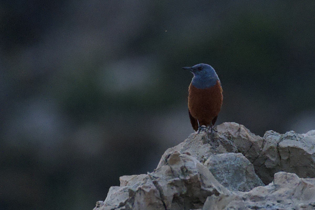 Blue Rock-Thrush - Fran Kim