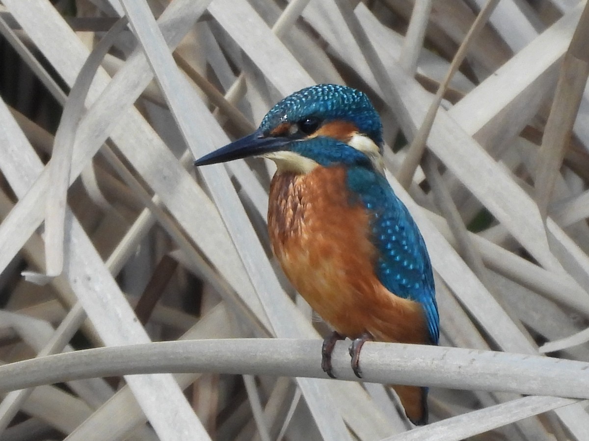 Common Kingfisher - Emilio Costillo Borrego