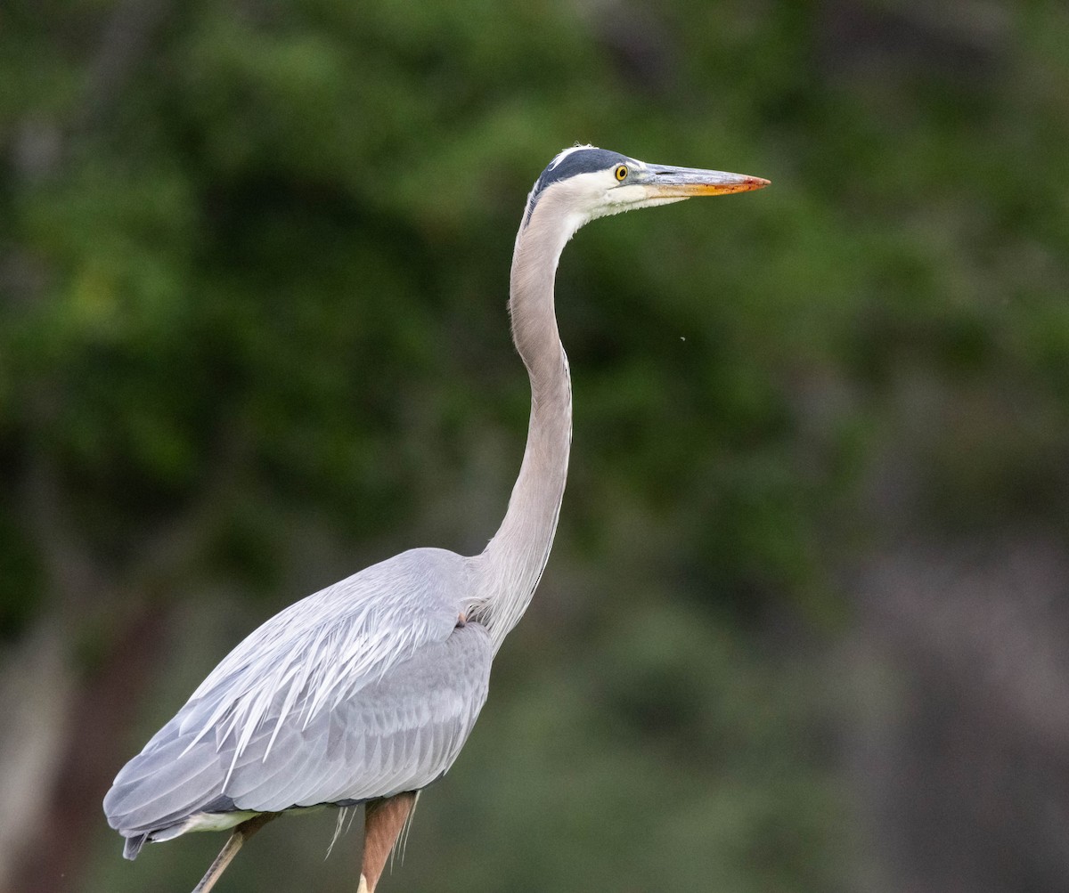 Great Blue Heron - Timothy Aarons