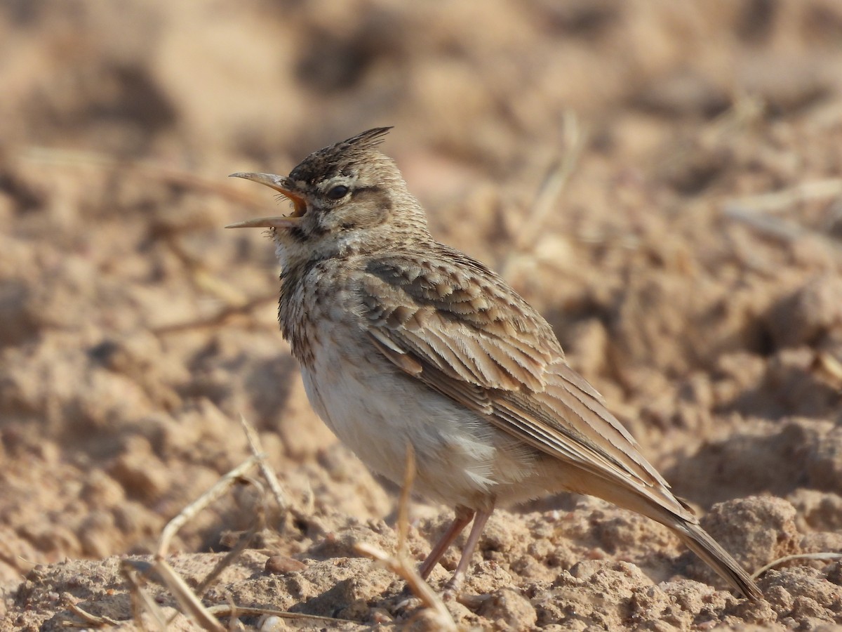 Crested Lark - Emilio Costillo Borrego