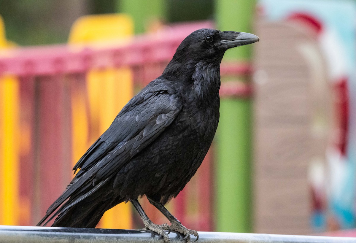 Common Raven - Timothy Aarons